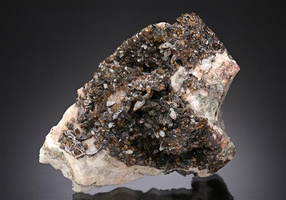 CC10064 specimen image