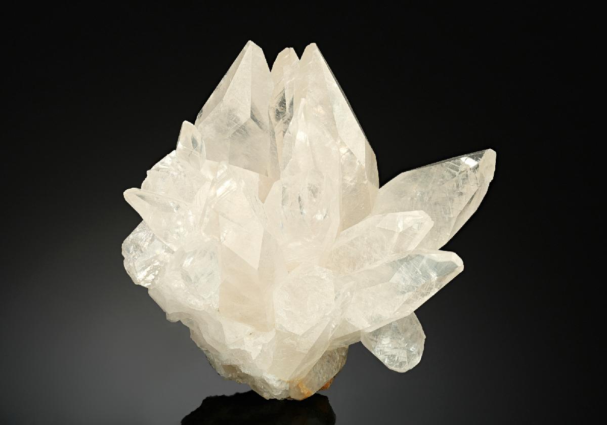 CC10582 specimen image
