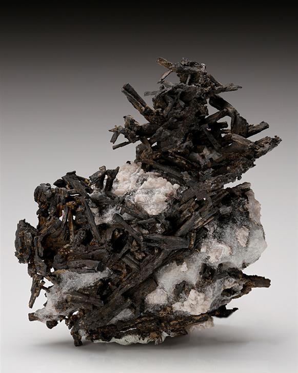 CC11047 specimen image