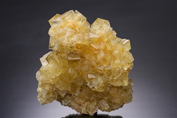 CC11177 specimen image