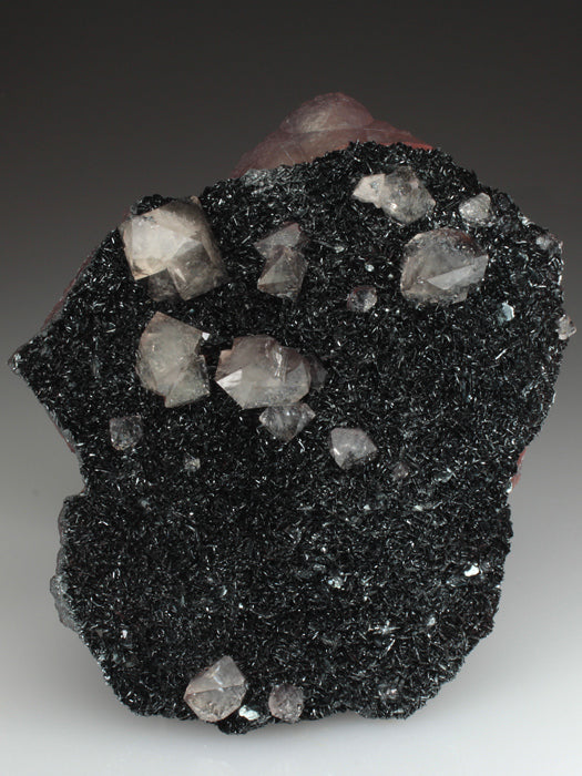 CC1143 specimen image