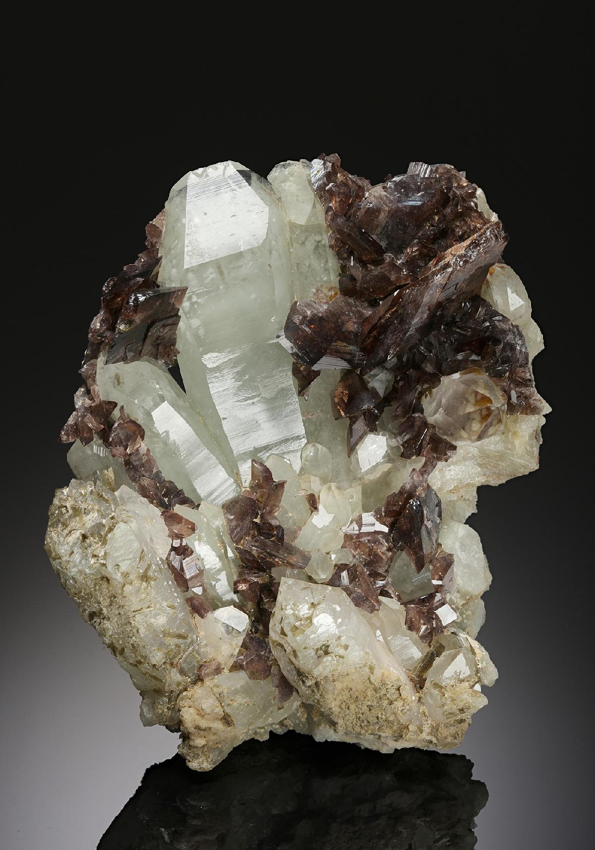 CC11453 specimen image