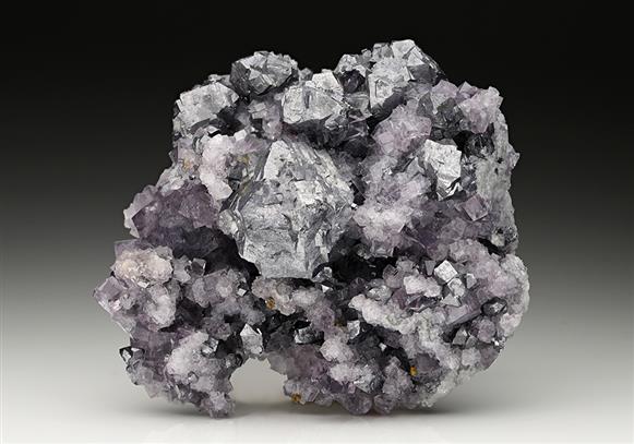 CC11545 specimen image