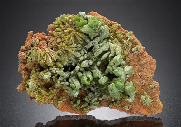 CC11647 specimen image