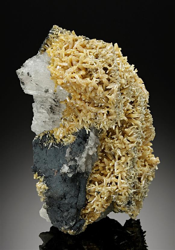 CC11759 specimen image