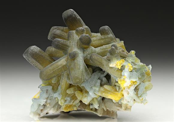 CC11969 specimen image