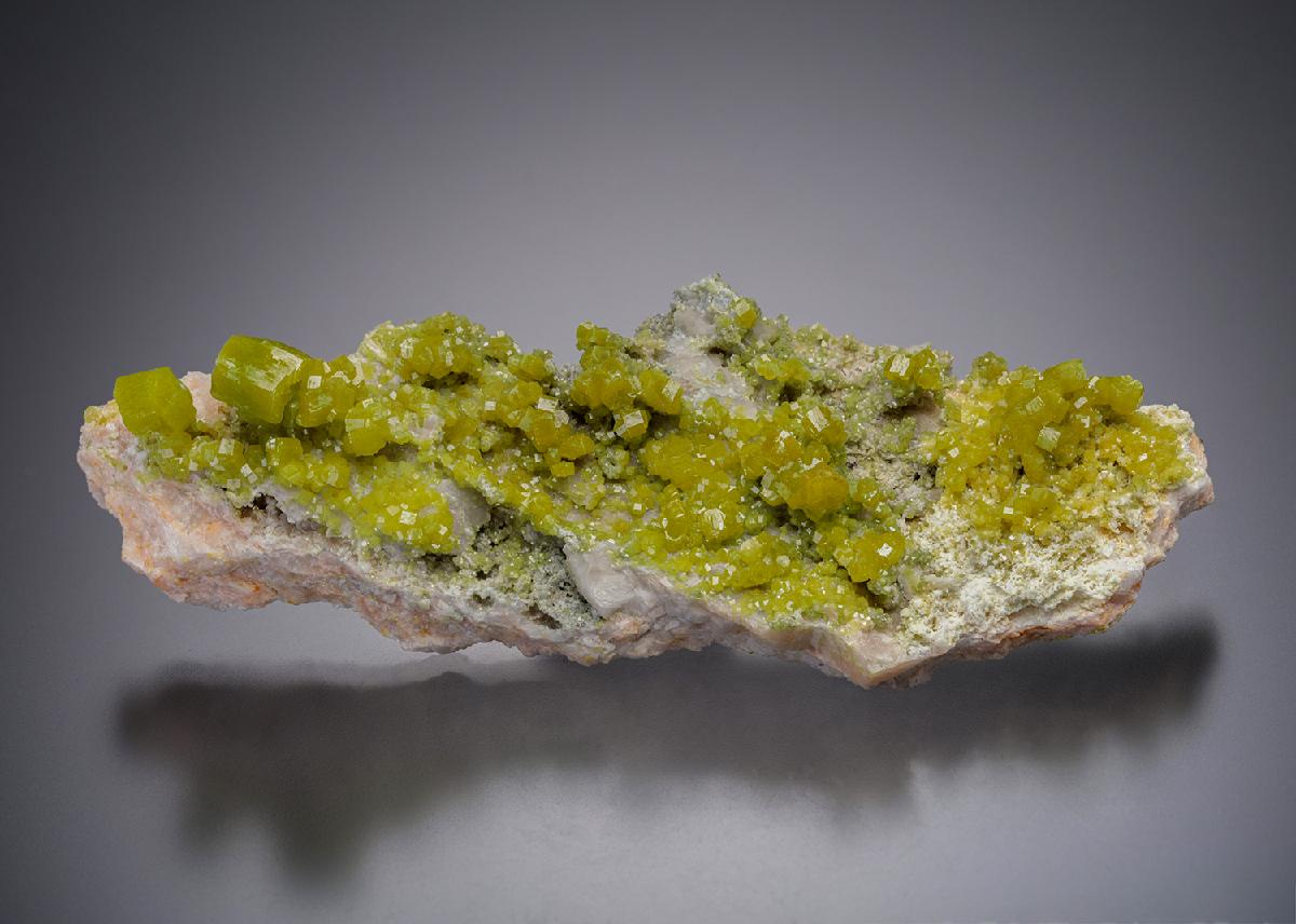CC12073 specimen image