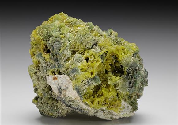 CC12172 specimen image
