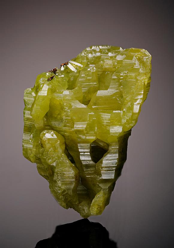 CC12203 specimen image