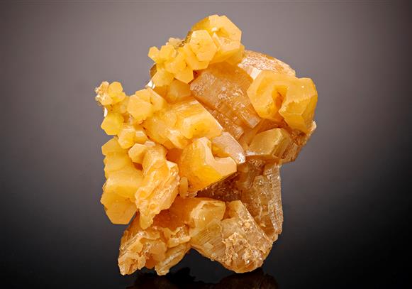 CC12204 specimen image