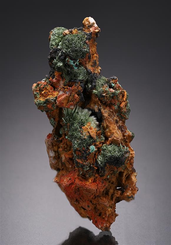 CC12448 specimen image