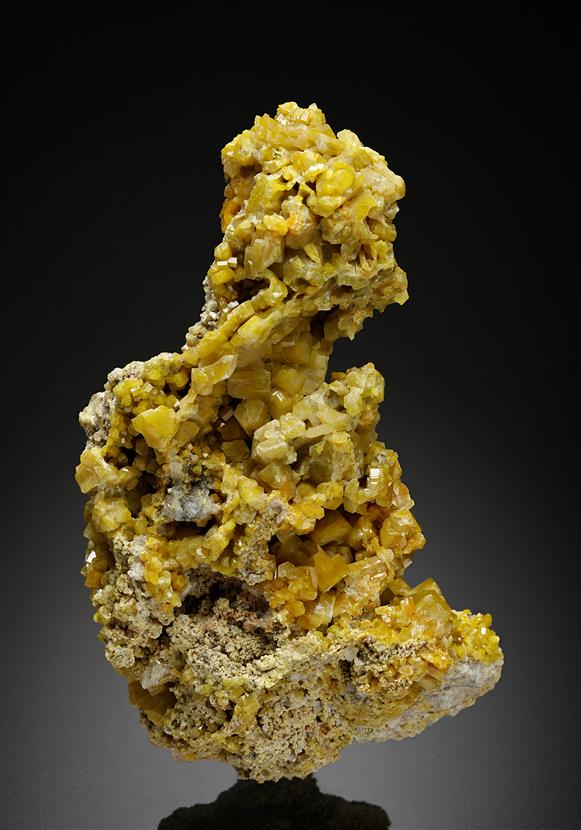 CC12675 specimen image