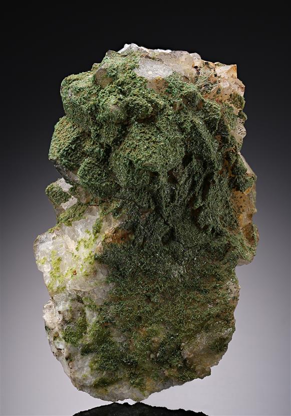CC12712 specimen image