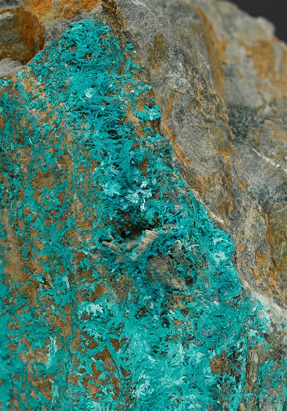 CC12791 specimen image
