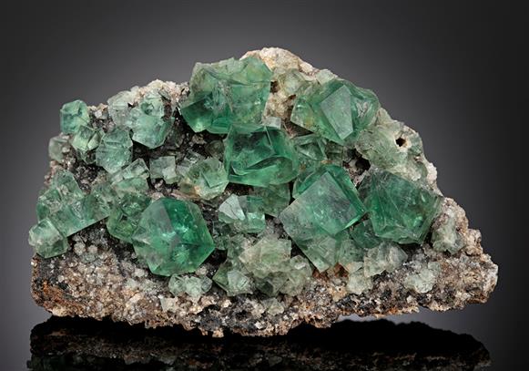 CC12858 specimen image