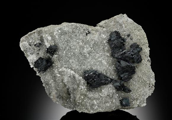 CC12939 specimen image