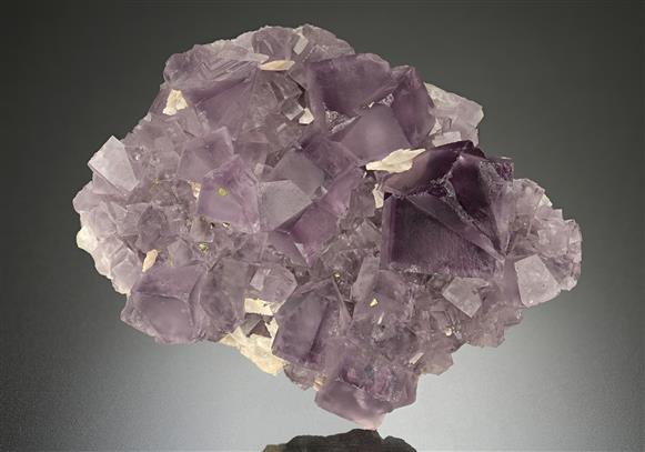 CC12959 specimen image