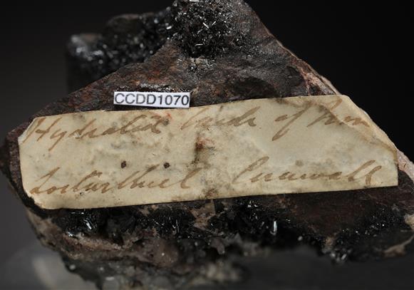 CC13032 specimen image