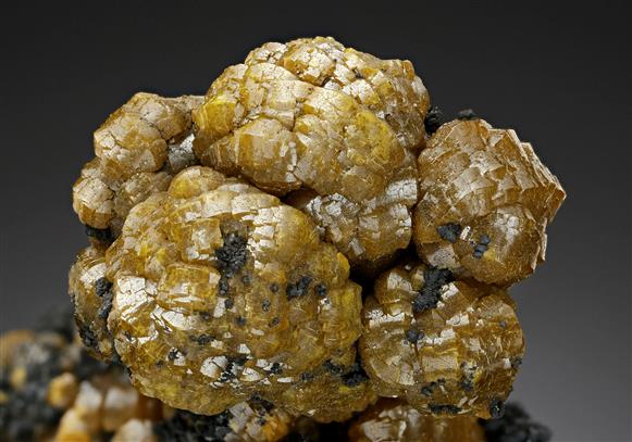 CC13061 specimen image