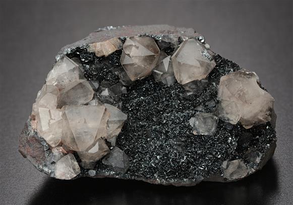 CC13097 specimen image