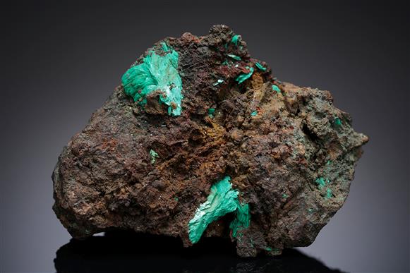 CC13397 specimen image