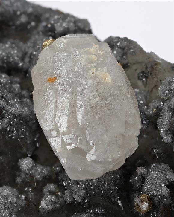CC13530 specimen image
