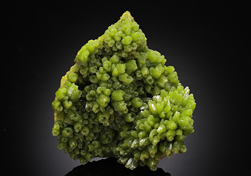 CC13579 specimen image