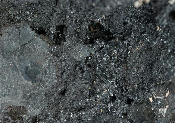 CC13625 specimen image