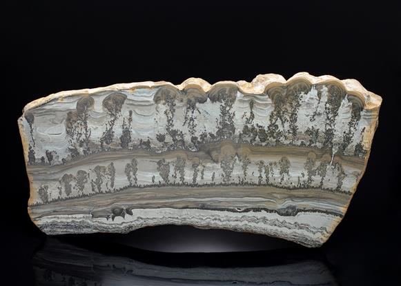CC13750 specimen image