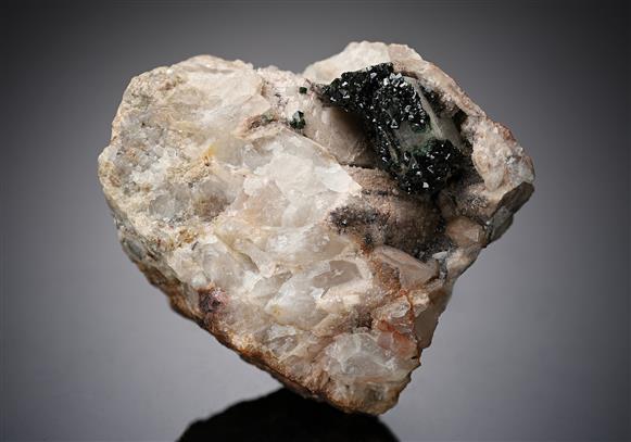 CC13772 specimen image