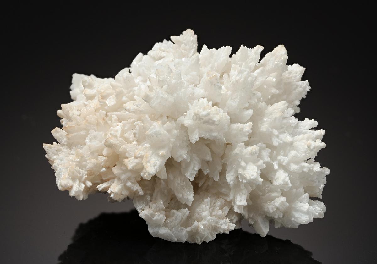 CC13791 specimen image
