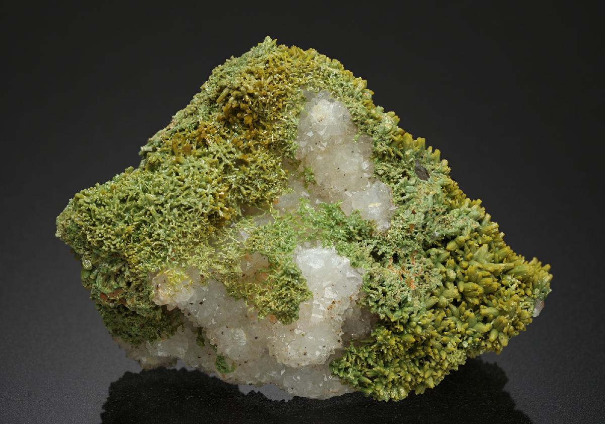 CC13813 specimen image