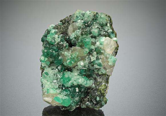 CC15819 specimen image