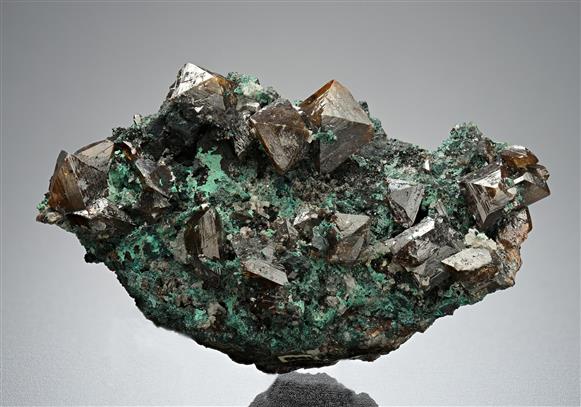 CC15861 specimen image