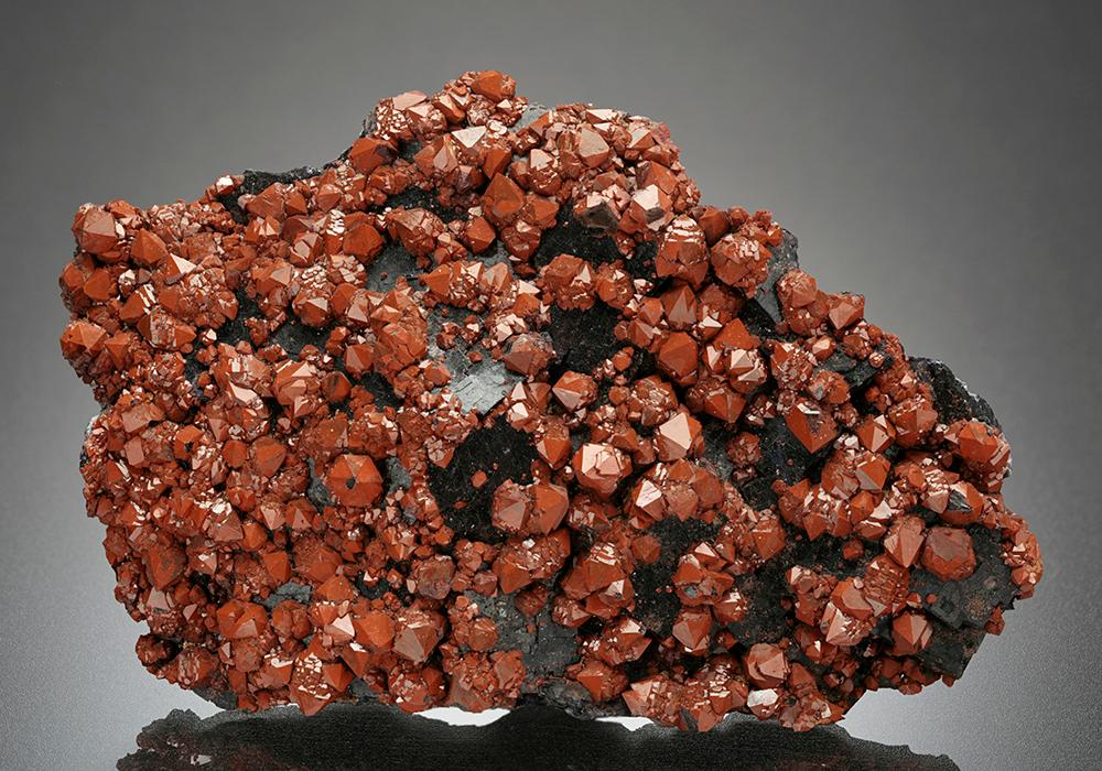 CC16445 specimen image