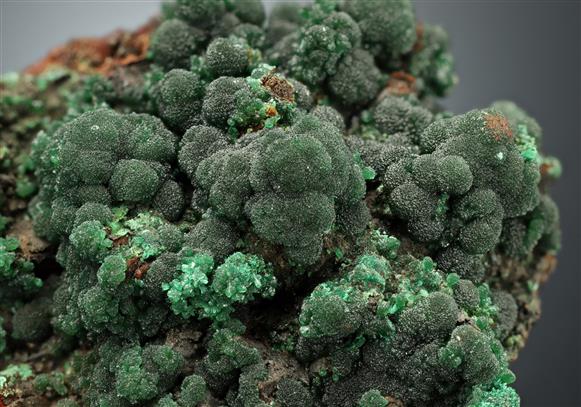CC16703 specimen image