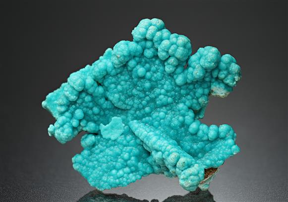 CC16708 specimen image