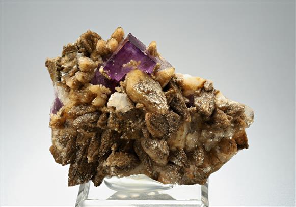 CC16735 specimen image