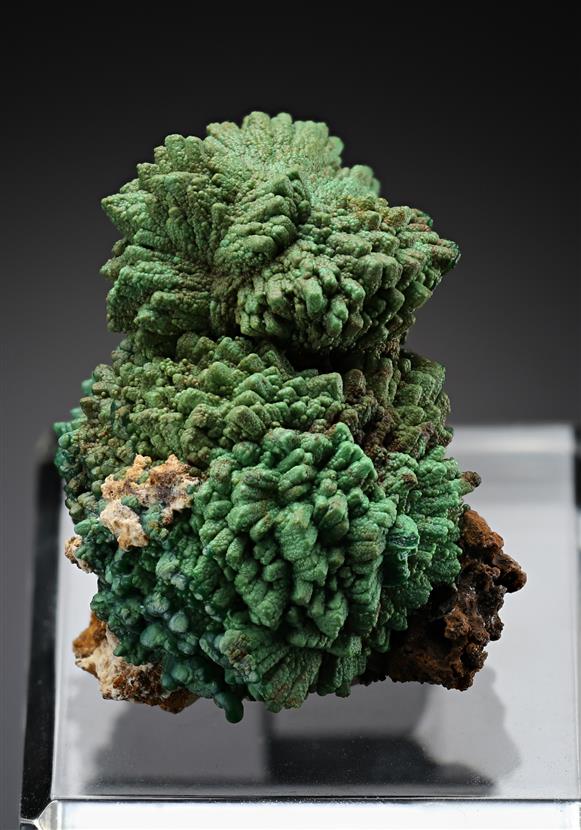 CC16768 specimen image