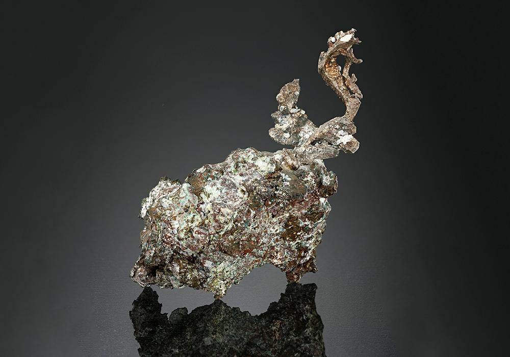 CC16779 specimen image