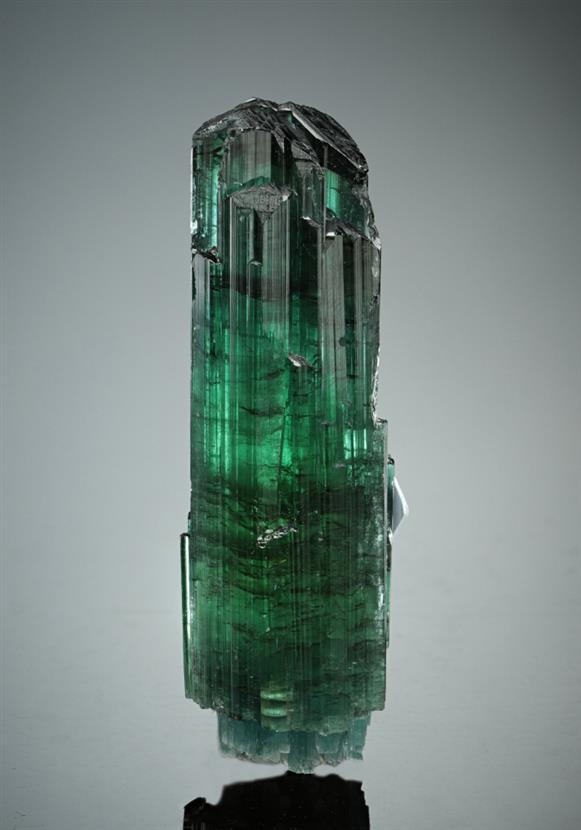 CC16782 specimen image
