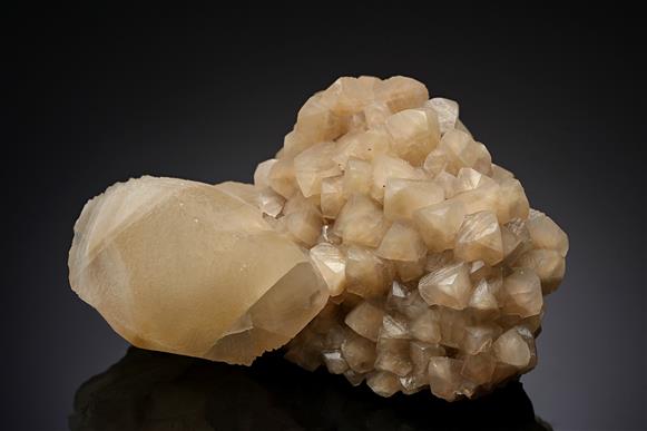 CC16831 specimen image