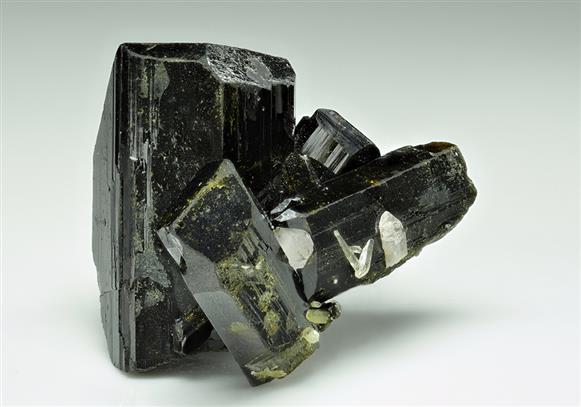 CC16925 specimen image