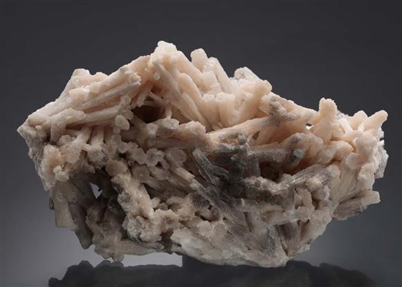 CC16992 specimen image