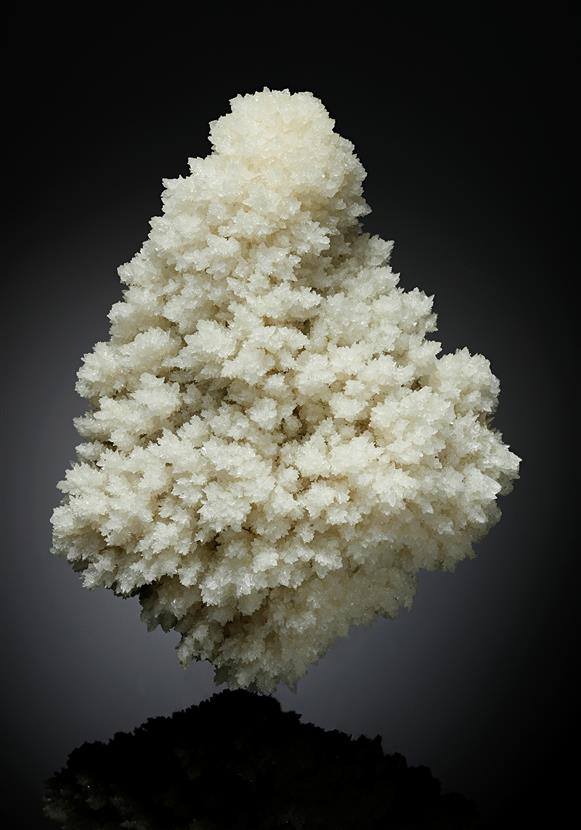 CC17319 specimen image