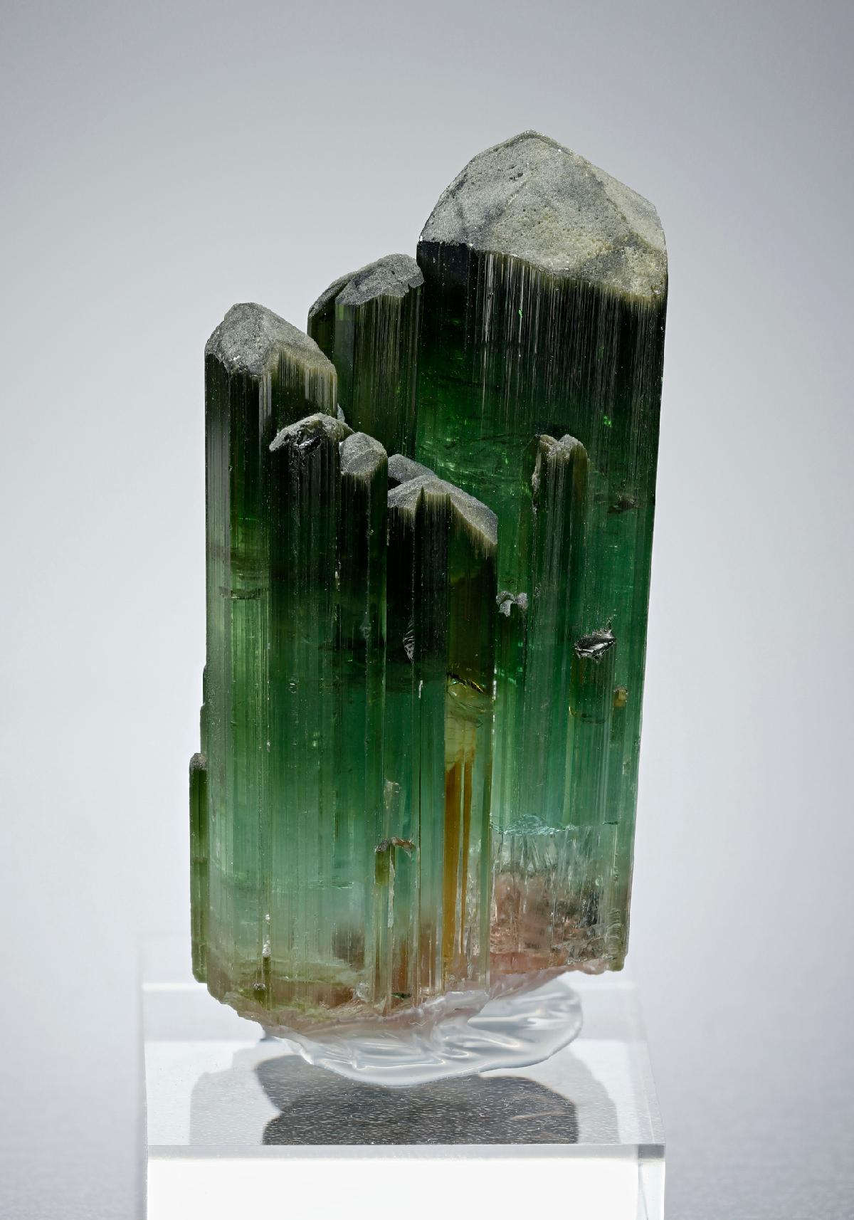 CC17481 specimen image