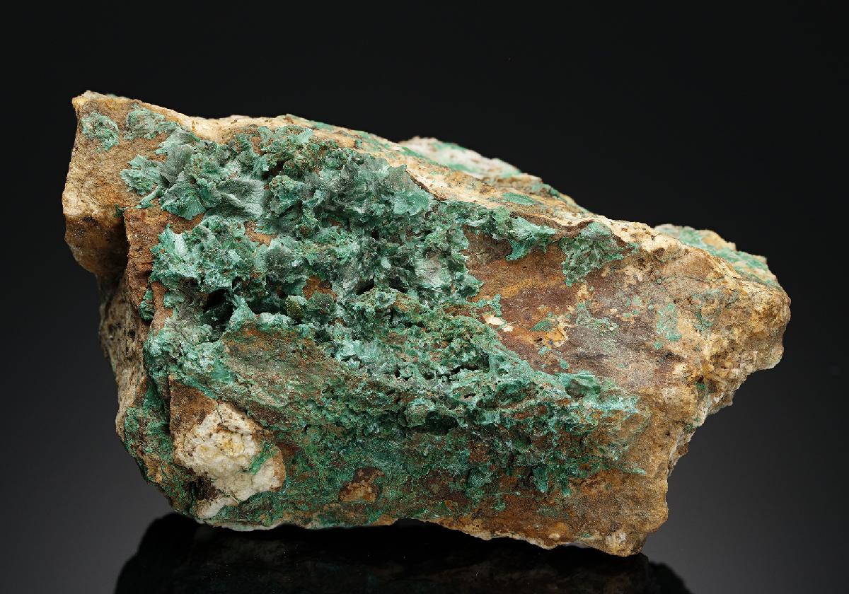 CC17726 specimen image