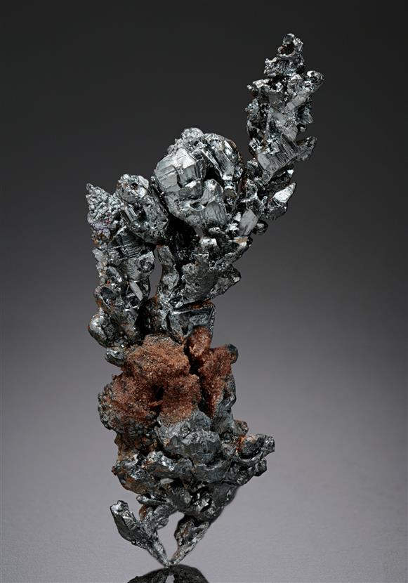 CC17806 specimen image