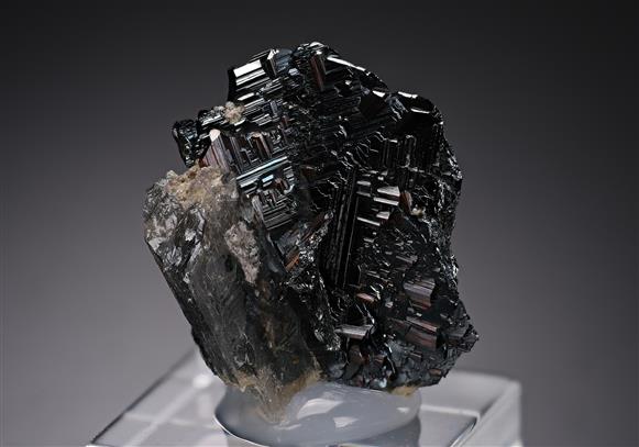 CC17889 specimen image