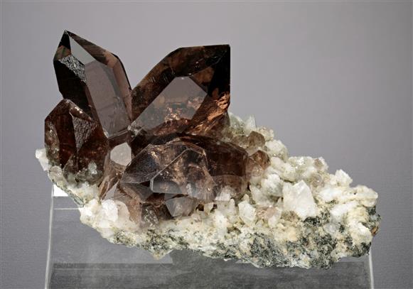 CC17929 specimen image